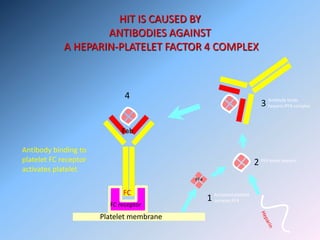 HIT IS CAUSED BY
ANTIBODIES AGAINST
A HEPARIN-PLATELET FACTOR 4 COMPLEX
Platelet membrane
FC receptor
Fab
FC
Antibody binding to
platelet FC receptor
activates platelet
4
1
PF4
Activated platelet
secretes PF4
2 PF4 binds heparin
3 Antibody binds
heparin-PF4 complex
 