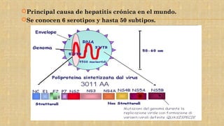 Principal causa de hepatitis crónica en el mundo.
Se conocen 6 serotipos y hasta 50 subtipos.
 