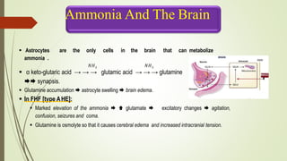  Astrocytes are the only cells in the brain that can metabolize
ammonia .
𝑁𝐻3 𝑁𝐻3
 α keto-glutaric acid → → → glutamic acid → → → glutamine
 synapsis.
 Glutamine accumulation  astrocyte swelling  brain edema.
 In FHF [type AHE]:
 Marked elevation of the ammonia   glutamate  excitatory changes  agitation,
confusion, seizures and coma.
 Glutamine is osmolyte so that it causes cerebral edema and increased intracranial tension.
Ammonia And The Brain
 