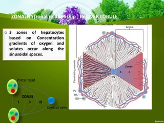  3 zones of hepatocytes
based on Concentration
gradients of oxygen and
solutes occur along the
sinusoidal spaces.
I II III
Central vein
Portal triad
ZONES
ZONALITY(zonal relationship ) IN LIVER LOBULE
Liver lobule
 