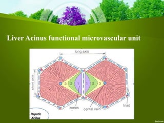 Liver Acinus functional microvascular unit
 