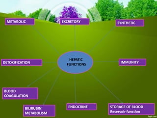 HEPATIC
FUNCTIONS
METABOLIC EXCRETORY SYNTHETIC
STORAGE OF BLOOD
Reservoir function
IMMUNITYDETOXIFICATION
BILIRUBIN
METABOLISM
ENDOCRINE
BLOOD
COAGULATION
 