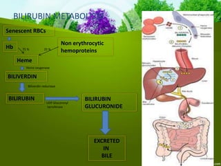 BILIRUBIN
BILIVERDIN
BILIRUBIN
GLUCURONIDE
EXCRETED
IN
BILE
BILIRUBIN METABOLISM
Senescent RBCs
Hb
Heme
Non erythrocytic
hemoproteins75 % 25 %
Heme oxygenase
Biliverdin reductase
UDP Glucoronyl
tarnsferase
 