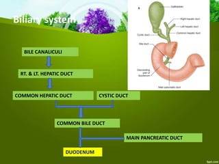 Biliary system
BILE CANALICULI
RT. & LT. HEPATIC DUCT
COMMON BILE DUCT
COMMON HEPATIC DUCT CYSTIC DUCT
DUODENUM
MAIN PANCREATIC DUCT
 