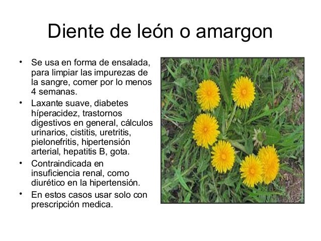 Diente de leon para adelgazar como se prepara el