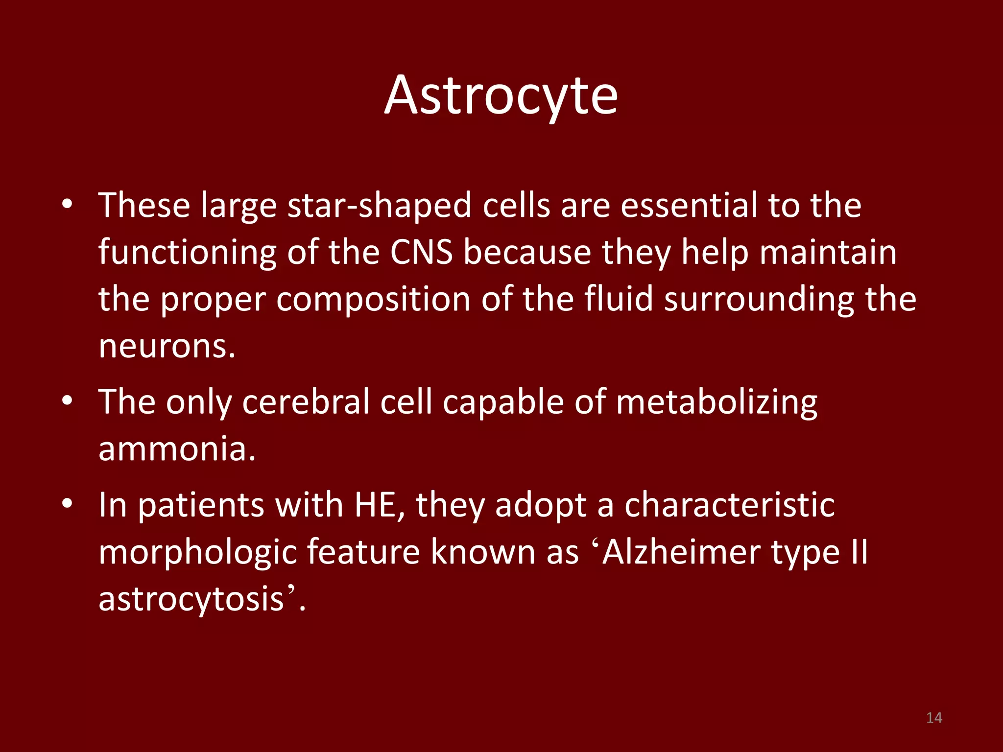 Astrocyte
• These large star-shaped cells are essential to the
functioning of the CNS because they help maintain
the proper composition of the fluid surrounding the
neurons.
• The only cerebral cell capable of metabolizing
ammonia.
• In patients with HE, they adopt a characteristic
morphologic feature known as ‘Alzheimer type II
astrocytosis’.
14
 