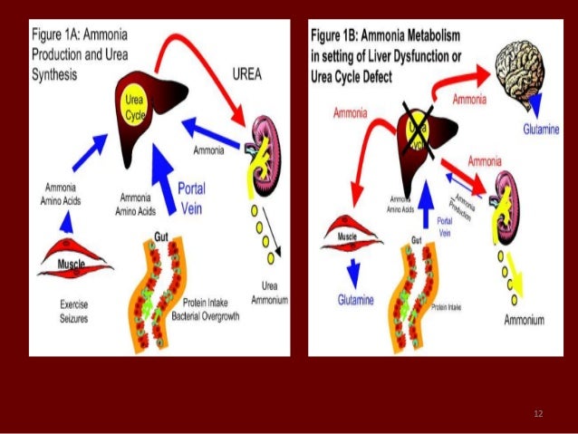 HEPATIC COMA EBOOK HEPATIC COMA EBOOK