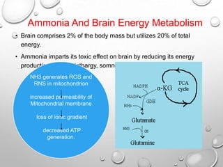 Ammonia And Brain Energy Metabolism
• Brain comprises 2% of the body mass but utilizes 20% of total
energy.
• Ammonia imparts its toxic effect on brain by reducing its energy
production causing lethargy, somnolence and confusion.
NH3 generates ROS and
RNS in mitochondrion
increased permeability of
Mitochondrial membrane
loss of ionic gradient
decreased ATP
generation.

 