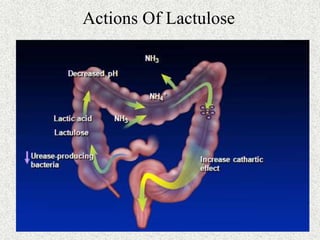 Actions Of Lactulose 
 