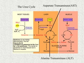 The Urea Cycle Aspartate Transaminase(AST) 
Alanine Transaminase (ALT) 
 