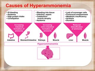 Causes of Hyperammonemia
Hyperammonemia
HE
• GI bleeding
• Azotemia
• High protein intake
• Constipation
• Bleeding into tissue
• Infection, sepsis
• Catabolism/
muscle atrophy
• Azotemia
• Lack of scavenger cells
• Portocaval anastomoses
• Metabolic insufficiency
• Acidosis
• Diuretics
Increasing
intestinal
formation of
ammonia
Increasing
extra-intestinal
formation of
ammonia
Reduced
detoxification
of ammonia
Intestine Stomach/Intestine Kidneys Muscle MuscleLiver
 