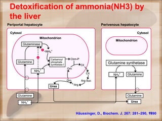 Detoxification of ammonia(NH3) by
the liver
11Häussinger, D., Biochem. J. 267: 281–290, 1990
 