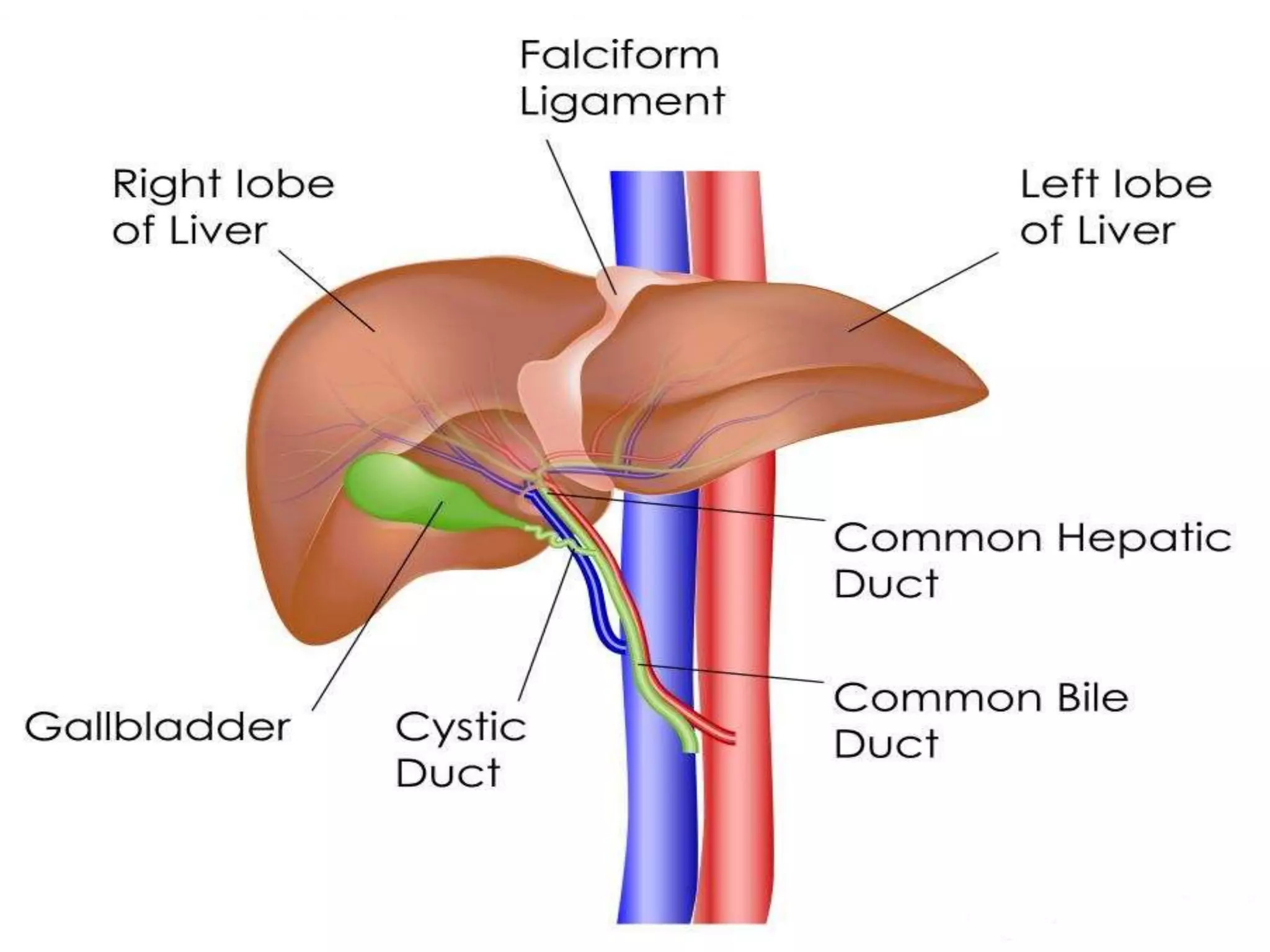 HEPATIC ENCEPHALOPATHY.pptx