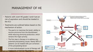 MANAGEMENT OF HE
• Patients with overt HE grade 3 and 4 are at
risk of aspiration and should be treated in
the ICU
• Treatments are outlined below based on the
mechanism of action.
• The goal is to maximize the body’s ability to
remove ammonia from the bloodstream
while reducing ammonia production, which
remains the major priority.
• The first step in therapy is to address any
potential precipitating causes. Nearly 90% of
patients can be treated with just correction
of the precipitating factor
• A more individualized course of therapy will
need to be created for the patients.
 