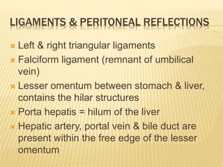 LIGAMENTS & PERITONEAL REFLECTIONS
 Left & right triangular ligaments
 Falciform ligament (remnant of umbilical
vein)
 Lesser omentum between stomach & liver,
contains the hilar structures
 Porta hepatis = hilum of the liver
 Hepatic artery, portal vein & bile duct are
present within the free edge of the lesser
omentum
 