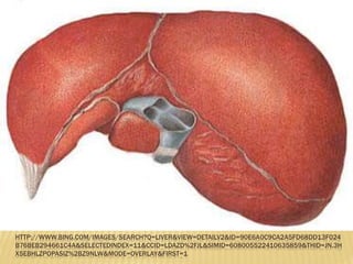 HTTP://WWW.BING.COM/IMAGES/SEARCH?Q=LIVER&VIEW=DETAILV2&ID=90E6A0C9CA2A5FD68DD13F024
B76BEB294661C4A&SELECTEDINDEX=11&CCID=LDAZD%2FJL&SIMID=608005522410635859&THID=JN.3H
X5EBHLZPOPASIZ%2BZ9NLW&MODE=OVERLAY&FIRST=1
 