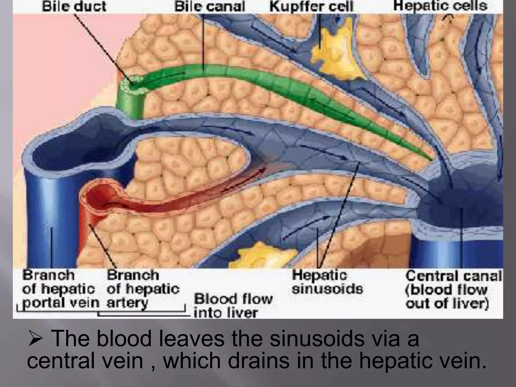  The blood leaves the sinusoids via a
central vein , which drains in the hepatic vein.
 
