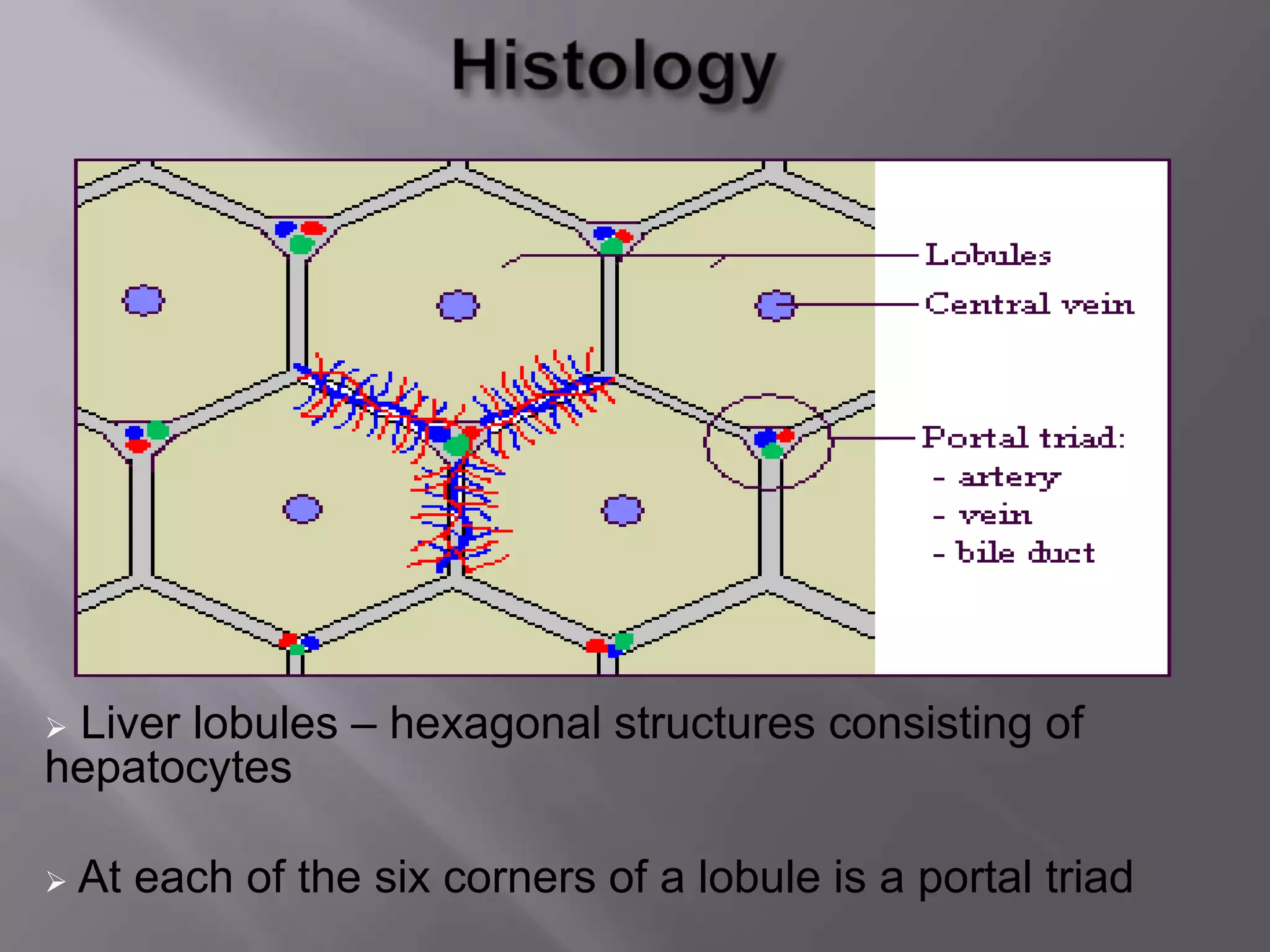  Liver lobules – hexagonal structures consisting of
hepatocytes
 At each of the six corners of a lobule is a portal triad
 