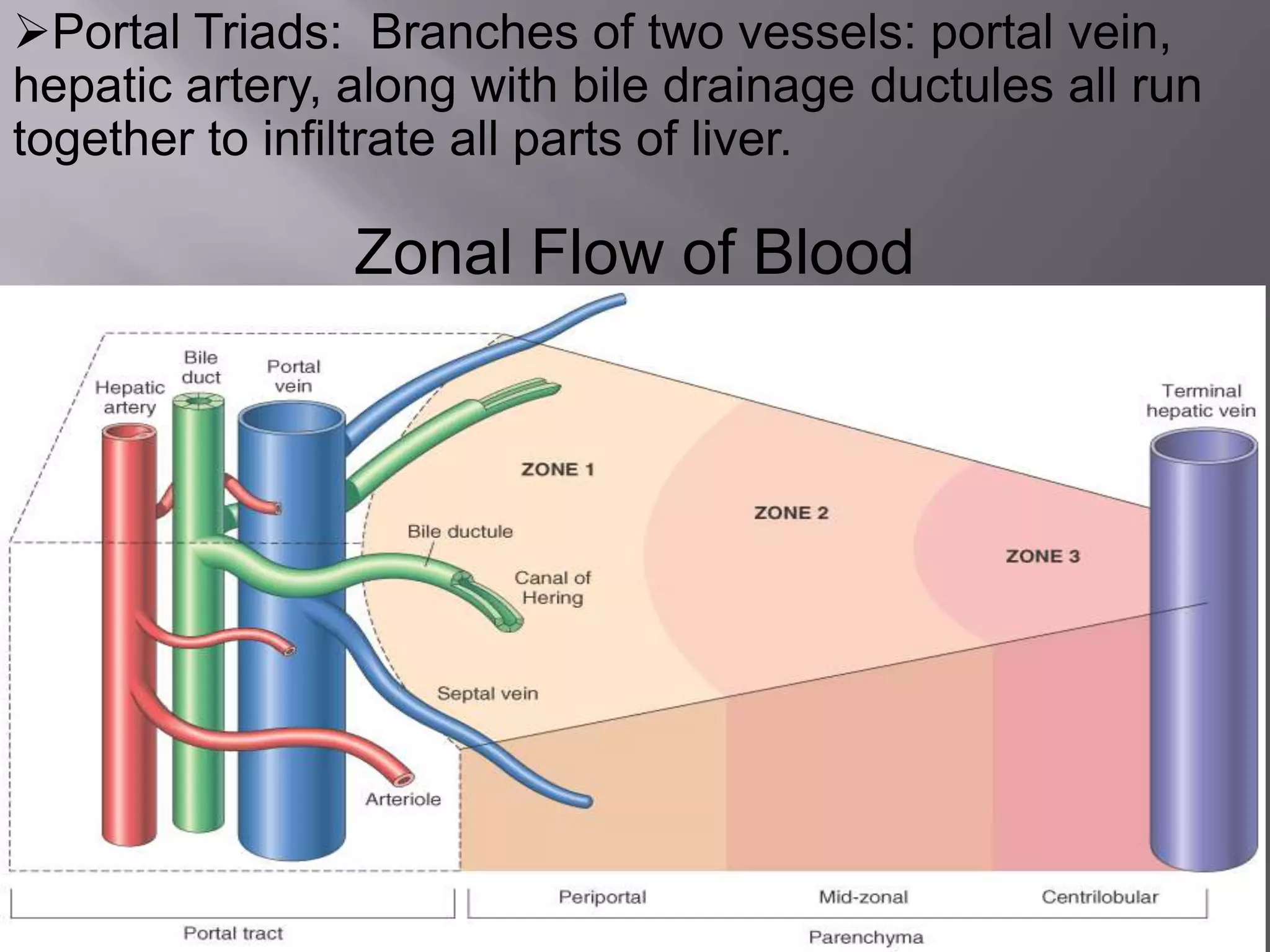 Portal Triads: Branches of two vessels: portal vein,
hepatic artery, along with bile drainage ductules all run
together to infiltrate all parts of liver.
Zonal Flow of Blood
 