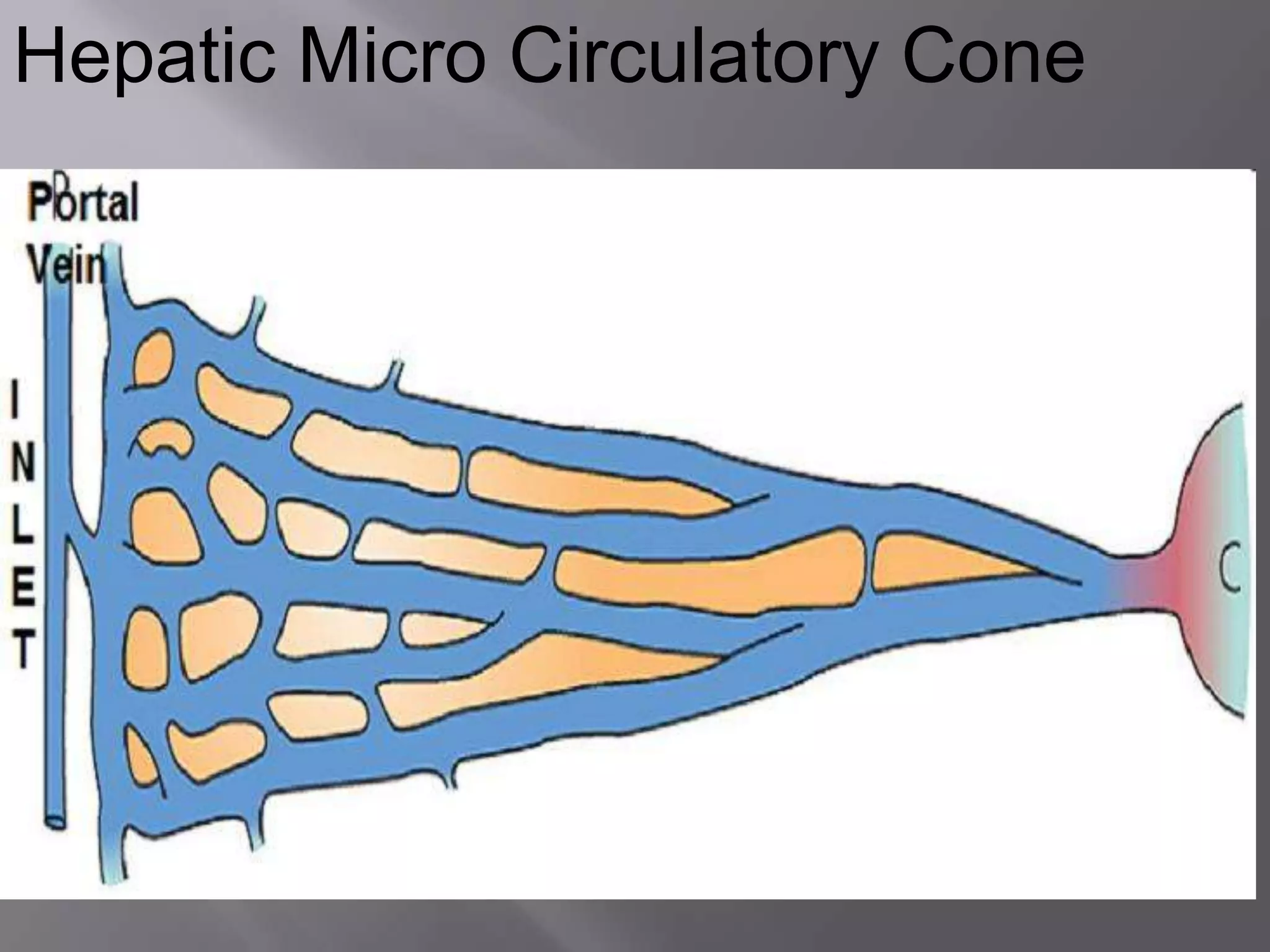 Hepatic Micro Circulatory Cone
 