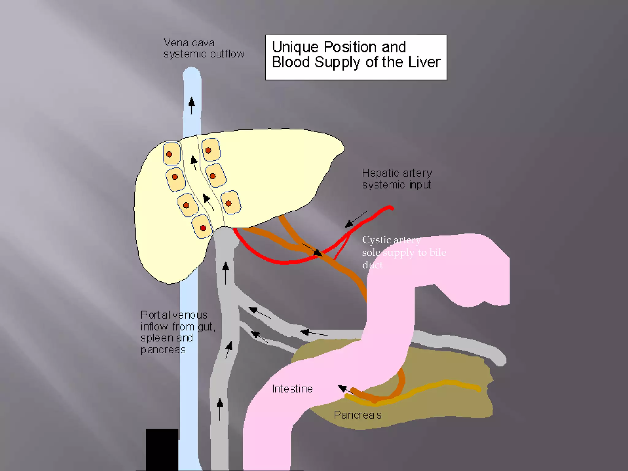 Cystic artery
sole supply to bile
duct
 