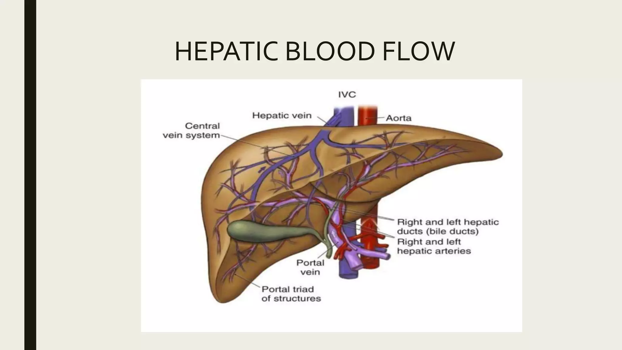 HEPATIC BLOOD FLOW
 