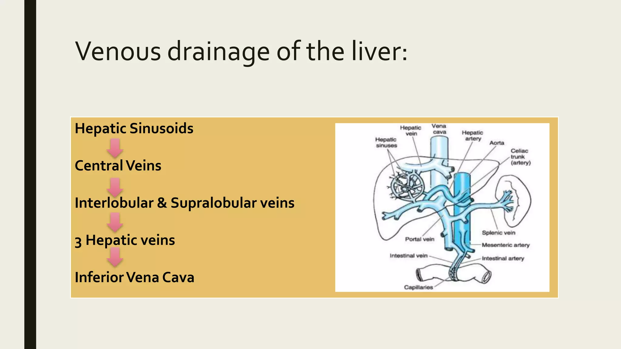 Venous drainage of the liver:
Hepatic Sinusoids
CentralVeins
Interlobular & Supralobular veins
3 Hepatic veins
InferiorVena Cava
 