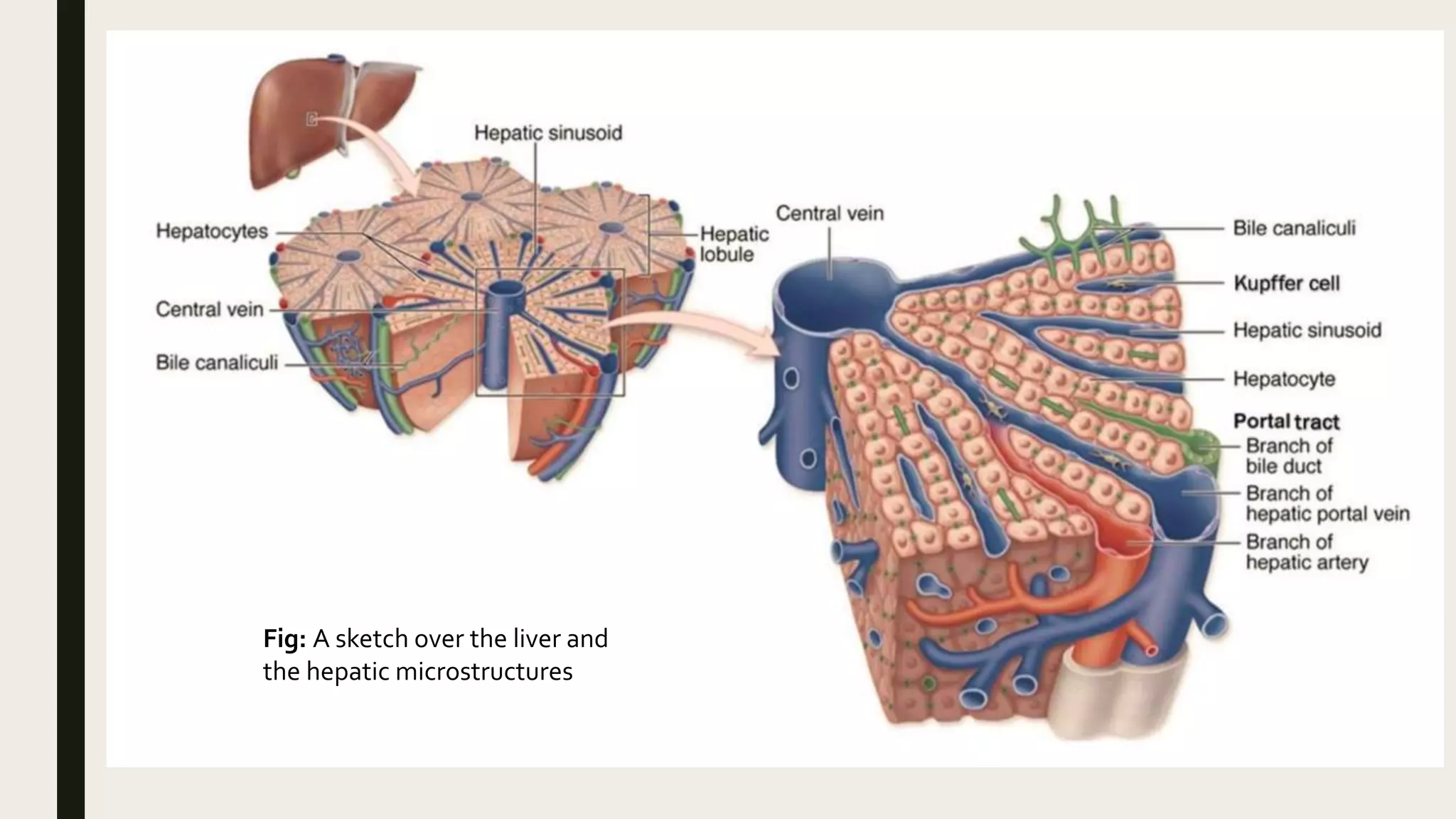 Fig: A sketch over the liver and
the hepatic microstructures
 