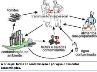 A principal forma de contaminação é por água e alimentos 
contaminados. 
 