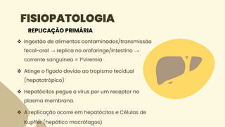 FISIOPATOLOGIA
 Ingestão de alimentos contaminados/transmissão
fecal-oral → replica no orofaringe/intestino →
corrente sanguínea = 1ºviremia
 Atinge o fígado devido ao tropismo tecidual
(hepatotrópico)
 Hepatócitos pegue o vírus por um receptor no
plasma membrana.
 A replicação ocorre em hepatócitos e Células de
Kupffer (hepático macrófagos)
REPLICAÇÃO PRIMÁRIA
 