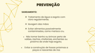 SANEAMENTO:
 Tratamento de água e esgoto com
cloro regularmente;
 lavagem das mãos
 Evitar alimentos possivelmente
contaminados, como marisco cru.
 Não tomar banho ou brincar perto de
valões, riachos, chafarizes, enchentes ou
próximo de onde haja esgoto;
 Evitar a construção de fossas próximas a
poços e nascentes de rios
PREVENÇÃO
 