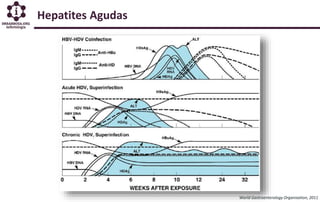 Hepatites Agudas
World Gastroenterology Organisation, 2011
 