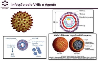 Infecção pelo VHB: o Agente
 