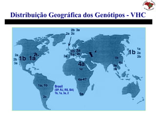 Distribuição Geográfica dos Genótipos - VHC
Brasil
(SP, RJ, RS, BA)
1b, 1a, 3a, 2
 