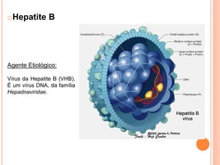 oHepatite B




Agente Etiológico:

Vírus da Hepatite B (VHB).
É um vírus DNA, da família
Hepadnaviridae.




                             Fonte : Hep Centro
 