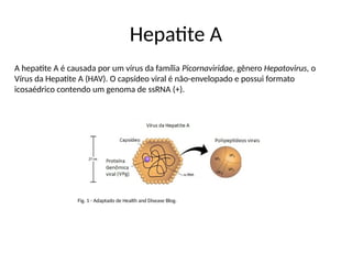 Hepatite A
A hepatite A é causada por um vírus da família Picornaviridae, gênero Hepatovirus, o
Vírus da Hepatite A (HAV). O capsídeo viral é não-envelopado e possui formato
icosaédrico contendo um genoma de ssRNA (+).
Fig. 1 - Adaptado de Health and Disease Blog.
 