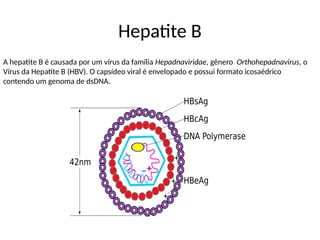 Hepatite B
A hepatite B é causada por um vírus da família Hepadnaviridae, gênero Orthohepadnavirus, o
Vírus da Hepatite B (HBV). O capsídeo viral é envelopado e possui formato icosaédrico
contendo um genoma de dsDNA.
 