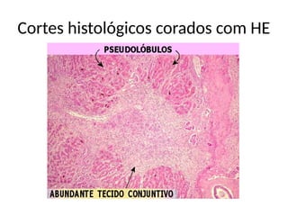 Cortes histológicos corados com HE
 