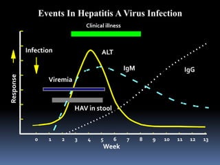 Events In Hepatitis A Virus Infection
                                  Clinical illness



           Infection                     ALT

                                                     IgM                     IgG
Response




                    Viremia



                              HAV in stool



              0     1   2     3   4     5      6     7     8   9   10   11    12   13
                                         Week
 