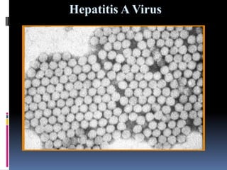 Hepatitis A Virus
 
