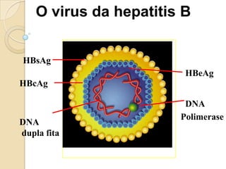 O virus da hepatitis B
DNA
dupla fita
HBsAg
HBcAg
DNA
Polimerase
HBeAg
 