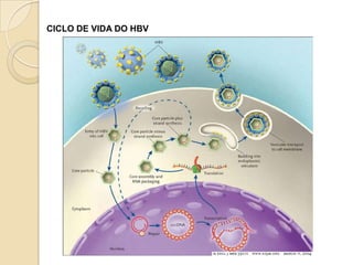 CICLO DE VIDA DO HBV
 