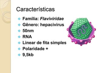 Características
 Família: Flaviviridae
 Gênero: hepacivirus
 50nm
 RNA
 Linear de fita simples
 Polaridade +
 9,5kb
 