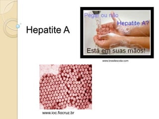Hepatite A
www.ioc.fiocruz.br
www.brasilescola.com
 