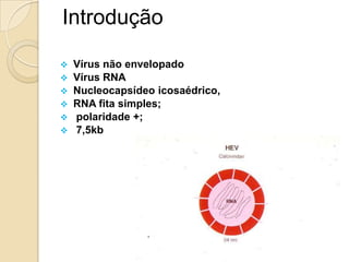 Introdução
 Vírus não envelopado
 Vírus RNA
 Nucleocapsídeo icosaédrico,
 RNA fita simples;
 polaridade +;
 7,5kb
 