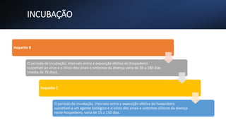 INCUBAÇÃO
Hepatite B
O período de incubação, intervalo entre a exposição efetiva do hospedeiro
suscetível ao vírus e o início dos sinais e sintomas da doença varia de 30 a 180 dias
(média de 70 dias).
Hepatite C
O período de incubação, intervalo entre a exposição efetiva do hospedeiro
suscetível a um agente biológico e o início dos sinais e sintomas clínicos da doença
neste hospedeiro, varia de 15 a 150 dias.
 
