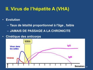 II. Virus de l’hépatite A (VHA)
• Evolution
– Taux de létalité proportionnel à l'âge , faible
– JAMAIS DE PASSAGE A LA CHRONICITE
• Cinétique des anticorps
23
 