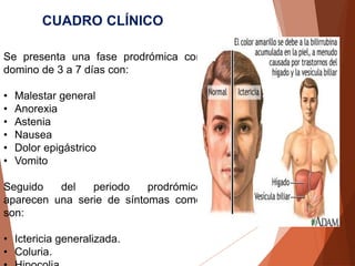 CUADRO CLÍNICO
Se presenta una fase prodrómica con
domino de 3 a 7 días con:
• Malestar general
• Anorexia
• Astenia
• Nausea
• Dolor epigástrico
• Vomito
Seguido del periodo prodrómico
aparecen una serie de síntomas como
son:
• Ictericia generalizada.
• Coluria.
 