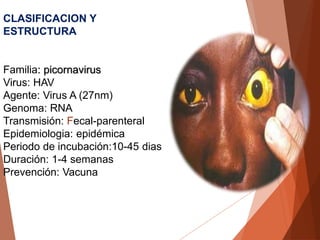 CLASIFICACION Y
ESTRUCTURA
Familia: picornavirus
Virus: HAV
Agente: Virus A (27nm)
Genoma: RNA
Transmisión: Fecal-parenteral
Epidemiologia: epidémica
Periodo de incubación:10-45 dias
Duración: 1-4 semanas
Prevención: Vacuna
 