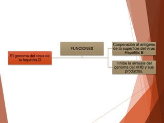 El genoma del virus de
la hepatitis D
Cooperación al antígeno
de la superficie del virus
Hepatitis B
Inhibe la síntesis del
genoma del VHB y sus
productos.
FUNCIONES
 